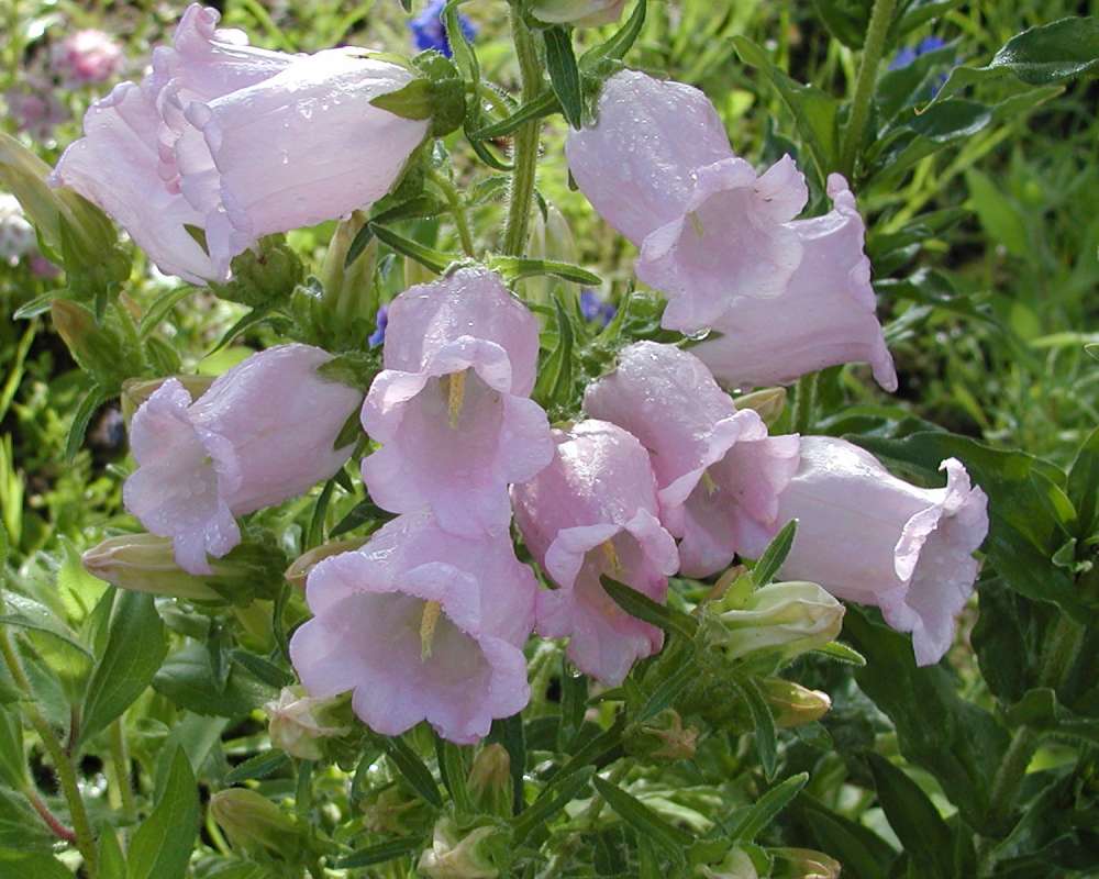 Pink Flowers<br>(Location of Picture: Private Garden, Washington, USA, 07)