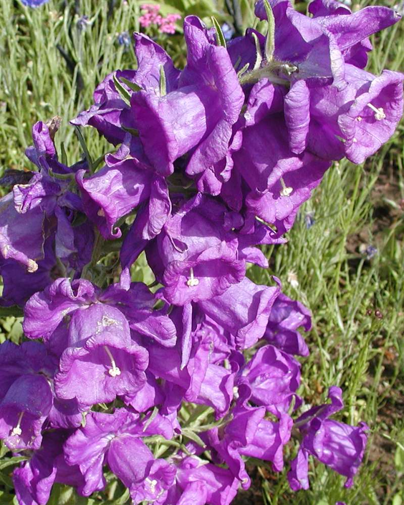 Purple Flowers<br>(Location of Picture: Private Garden, Washington, USA, 07)