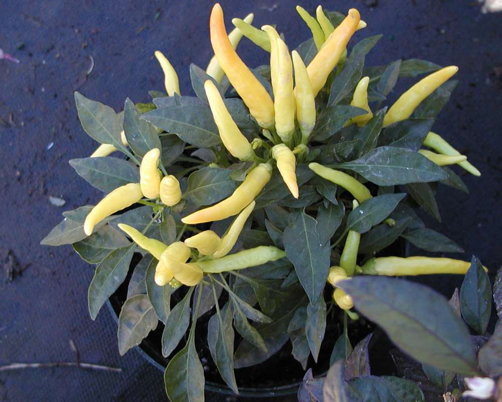 Young Peppers<br>(Location of Picture: Garden, Leavenworth, Wa,usa, 07)