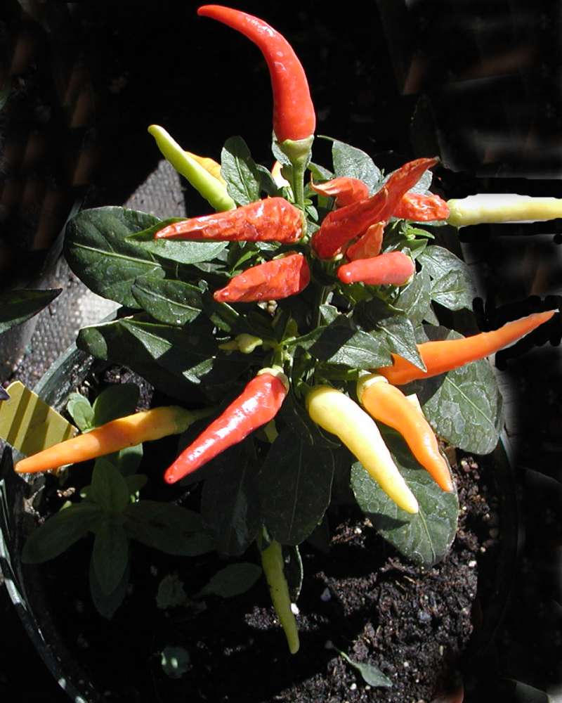 Ripe Peppers<br>(Location of Picture: Garden, Leavenworth, Wa,usa, 07)