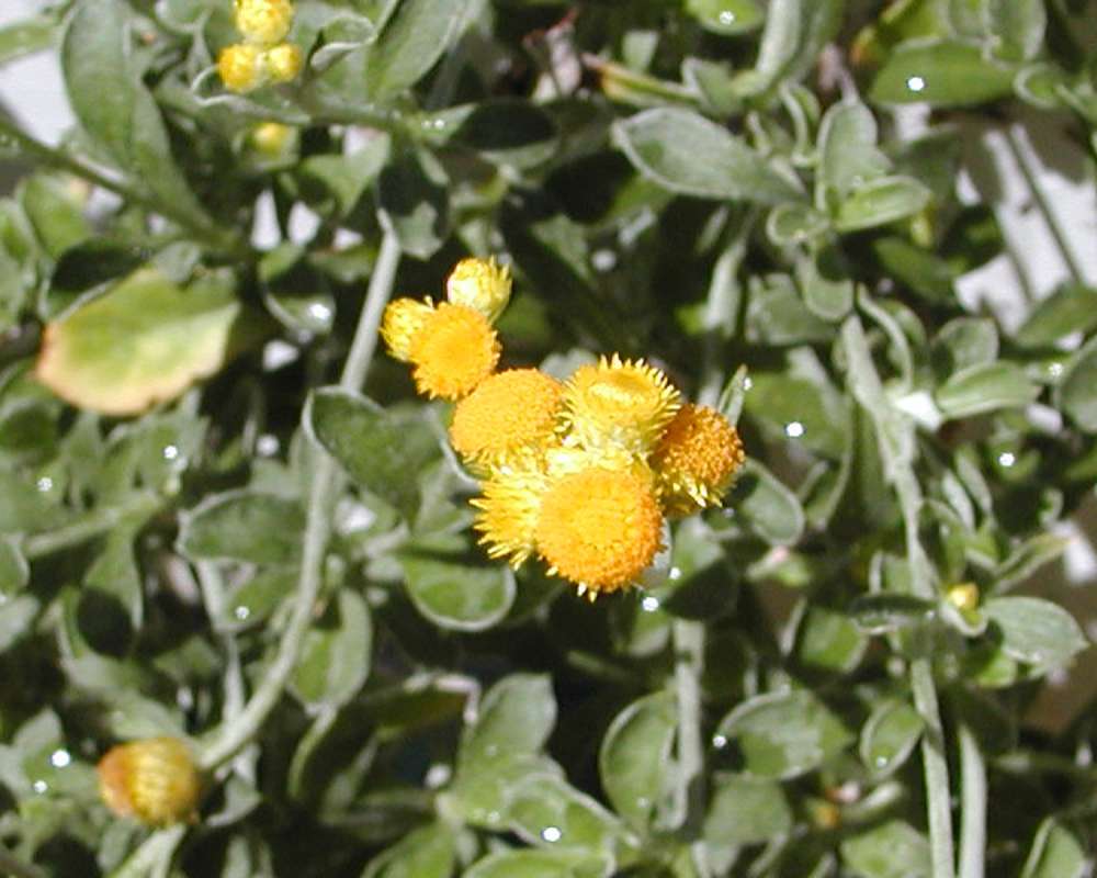 Top Of Plant in  Bloom<br>(Location of Picture: Garden, Leavenworth, Wa, USA, 2007)