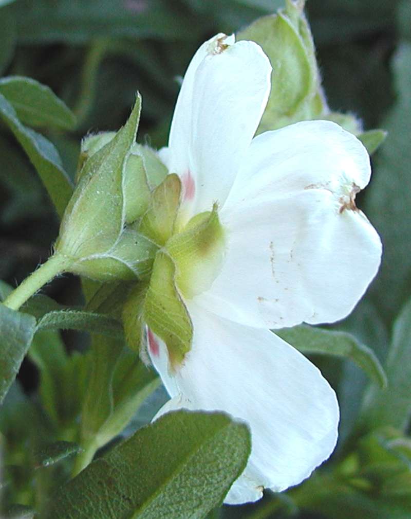 Flower - Side View<br>(Location of Picture: Commercially Grown)
