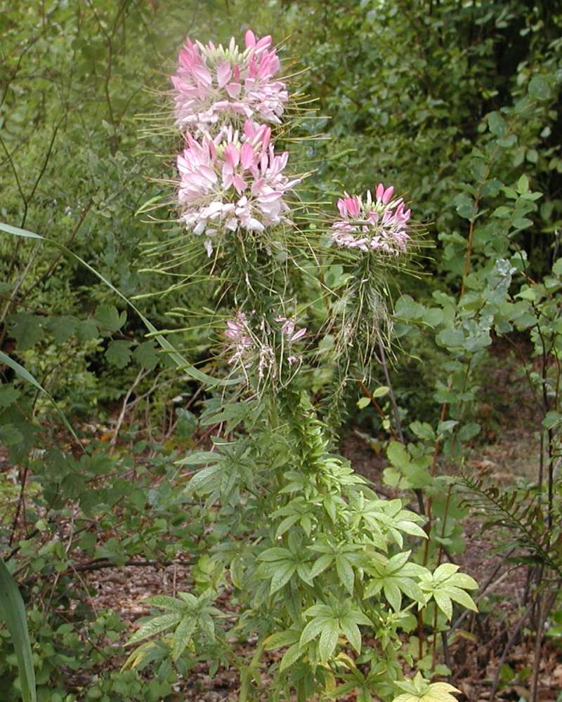 Top Of Plant in  Bloom<br>(Location of Picture: Garden, Seattle, Wa, USA, 07)