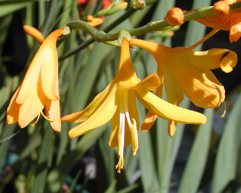 Flower - Side View<br>(Location of Picture: Garden, Leavenworth, Wa, USA, 07)