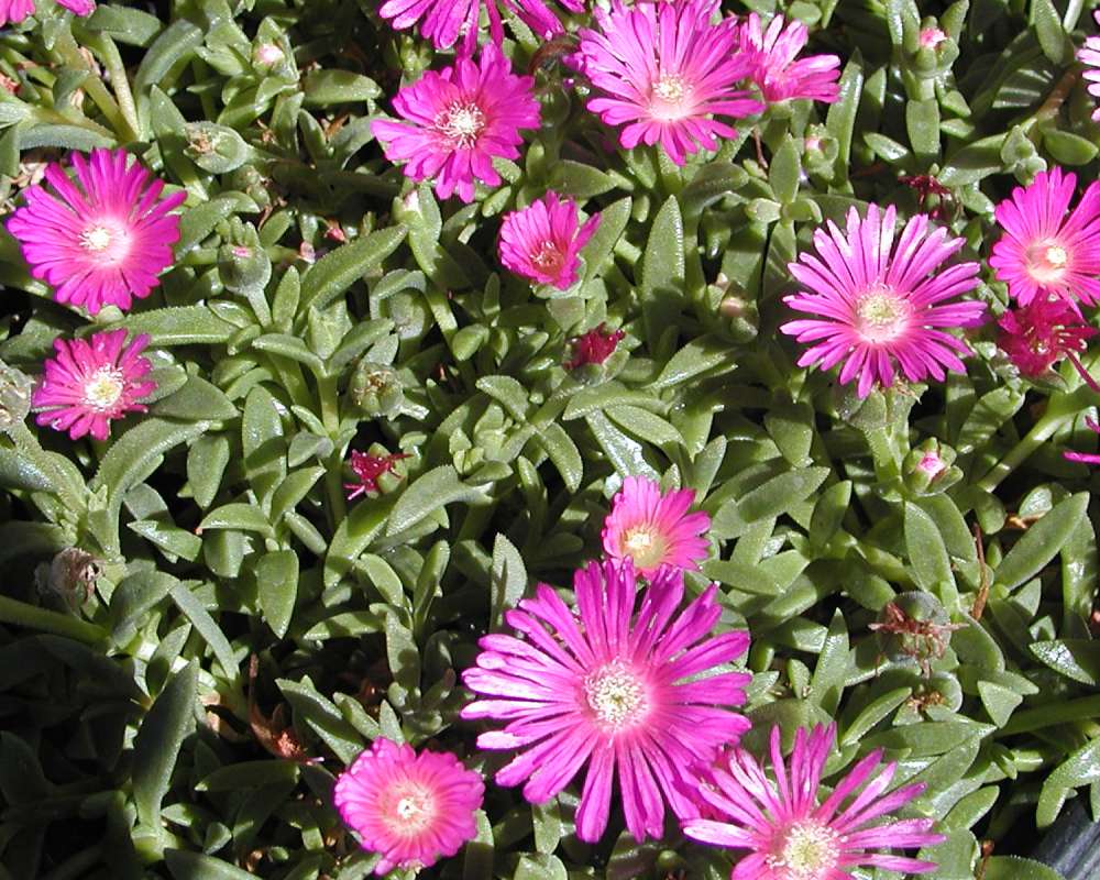 Flowers and Leaves<br>(Location of Picture: Garden, Leavenworth, Wa, USA, '07)