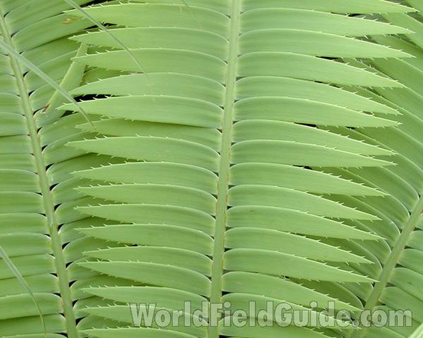 Frond<br>(Location of Picture: Ornamental, Washington, USA, 2007)