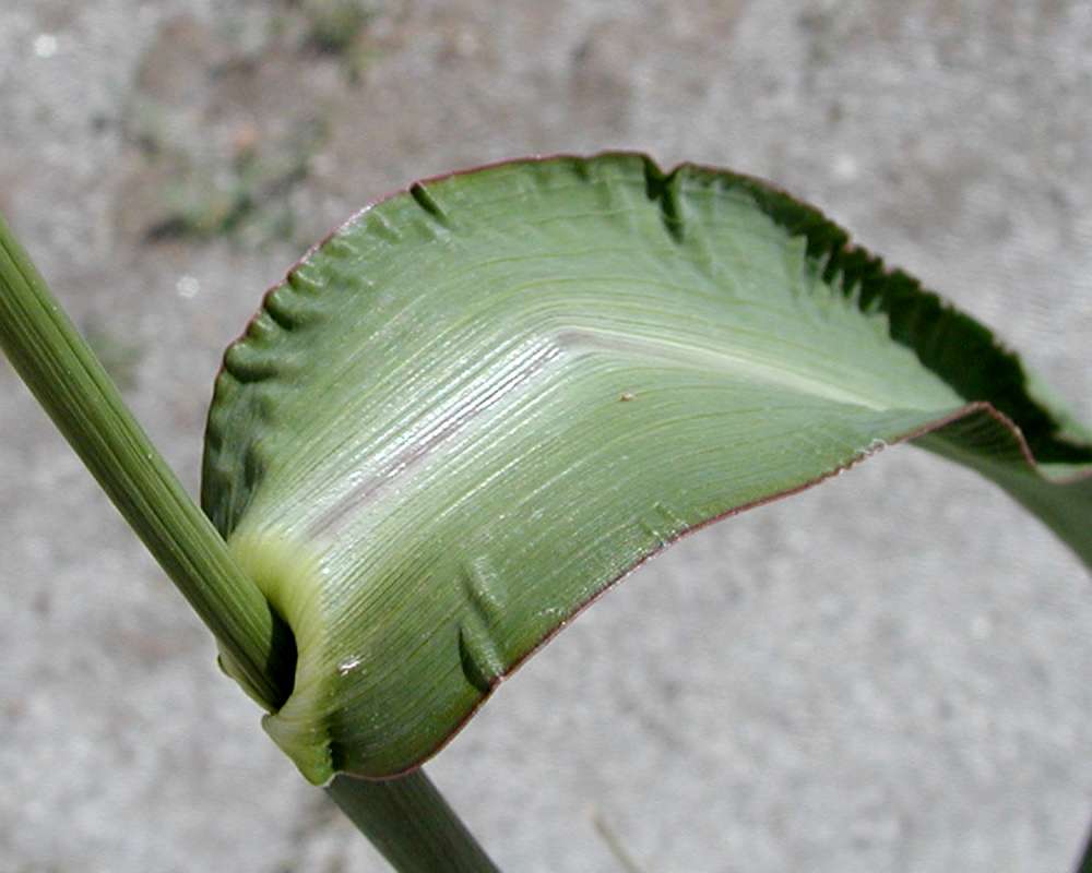 Leaf