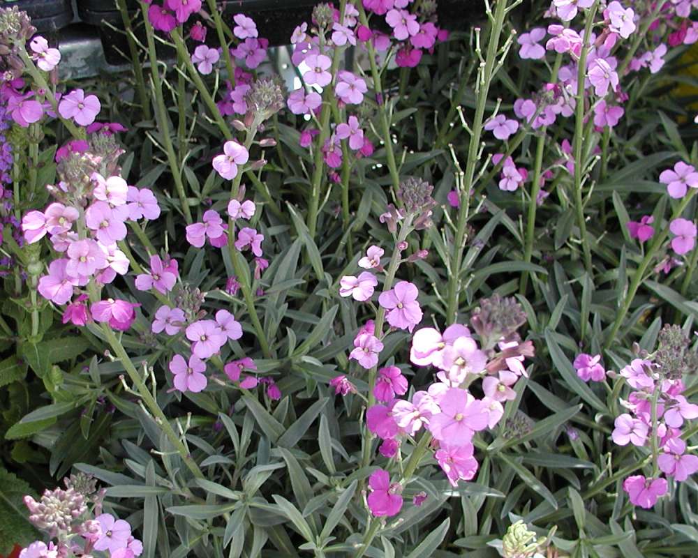 Garden View<br>(Location of Picture: Commercially Grown)