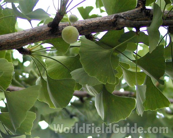 Branch With Leaves and Fruit<br>(Location of Picture: Seattle, Wa, USA, 2007)
