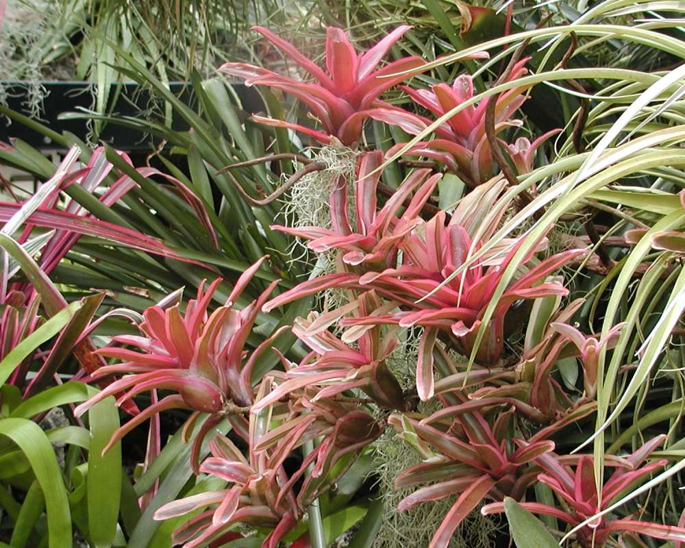 Top Of Plants in  Bloom<br>(Location of Picture: Conservatory, Seattle, Wa, 2007)