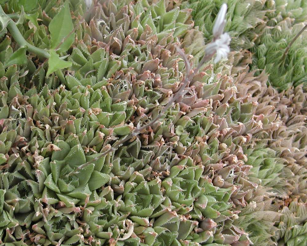 Top Of Plants<br>(Location of Picture: Conservatory, Seattle, Wa, USA, 07)