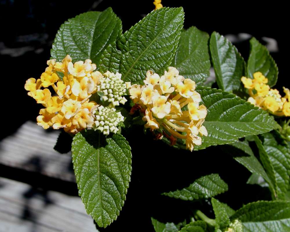 Leaves and Flowers<br>(Location of Picture: Garden, Leavenworth, Wa, USA, 2007)