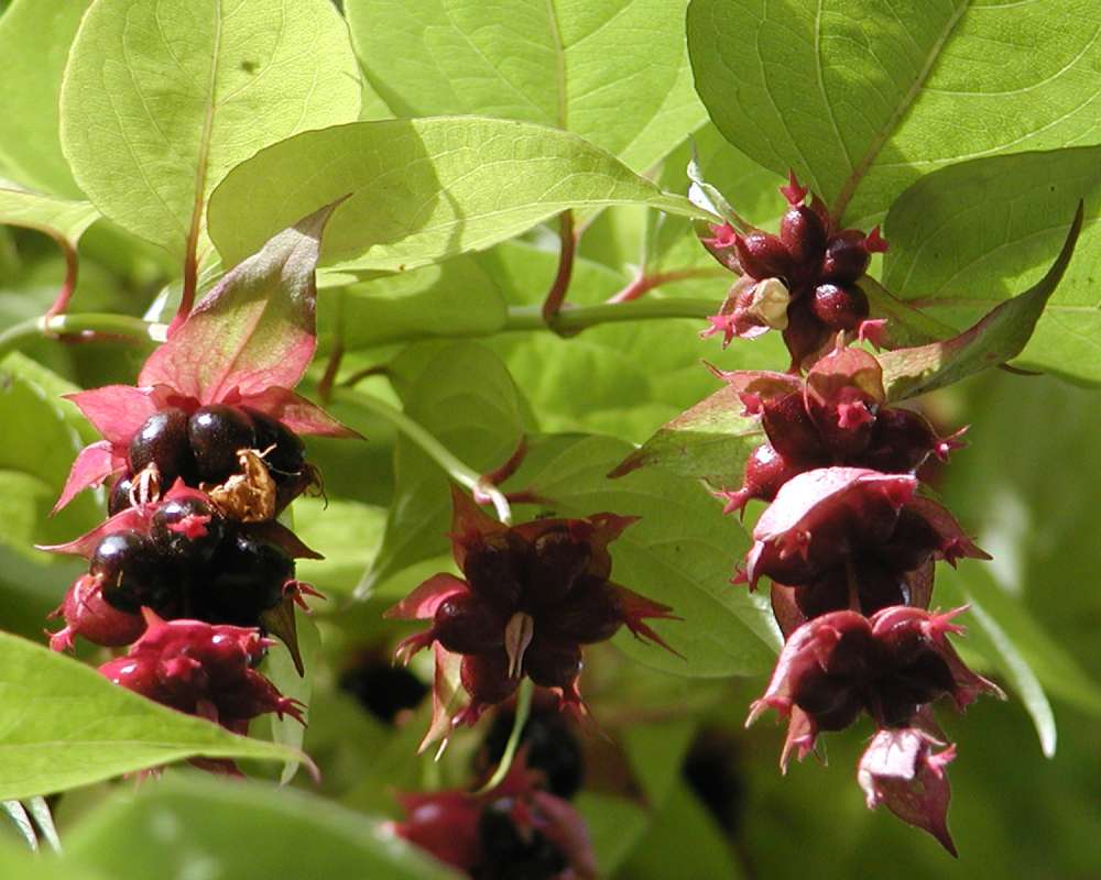 Fruits<br>(Location of Picture: Conservatory, Seattle, Wa, USA, 07)