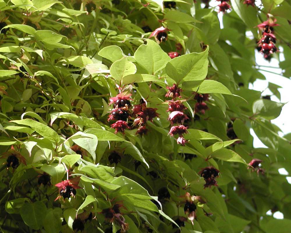 Leaves and Fruits<br>(Location of Picture: Conservatory, Seattle, Wa, USA, 07)
