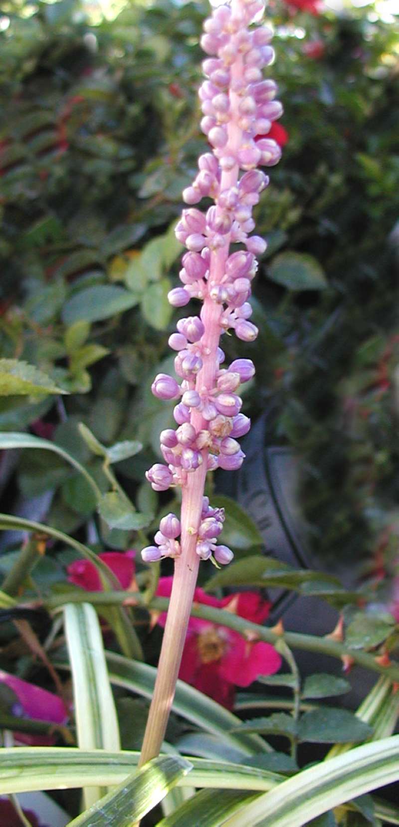 Flower Stalk<br>(Location of Picture: Greenhouse, Leavenworth, Wa, USA)