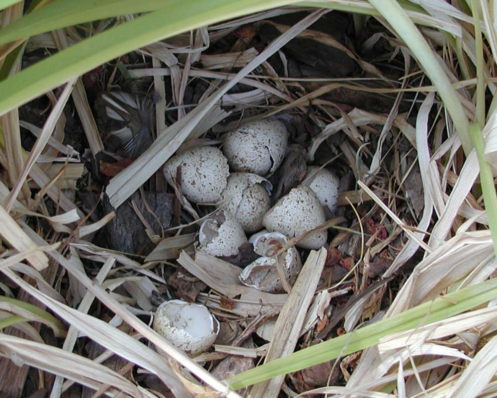 Hatched Egg in  Nest<br>(Location of Picture: Okanogan, Washington, USA, 2007)