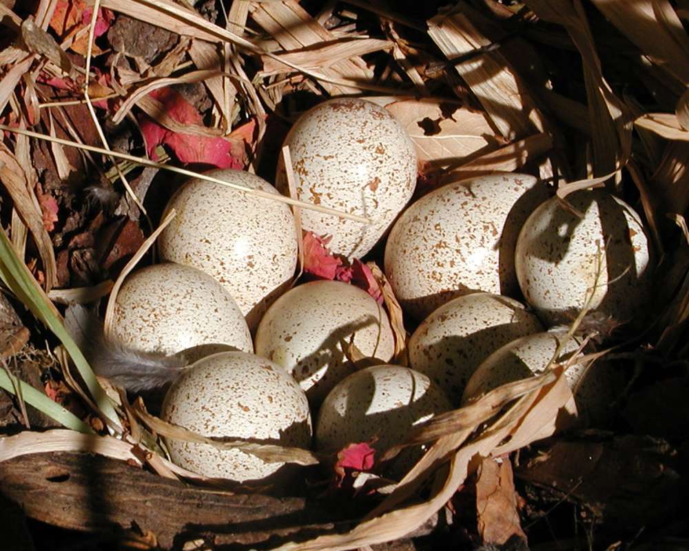 Nest With Eggs<br>(Location of Picture: Okanogan, Washington, USA, 2007)
