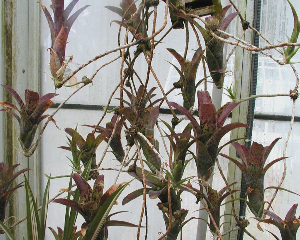 Silhouette<br>(Location of Picture: Conservatory, Seattle, Wa, USA, 07)