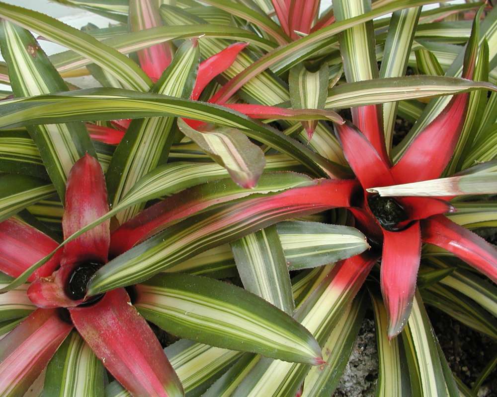 Bracts and Leaves<br>(Location of Picture: Conservatory, Seattle, Wa, USA, 07)