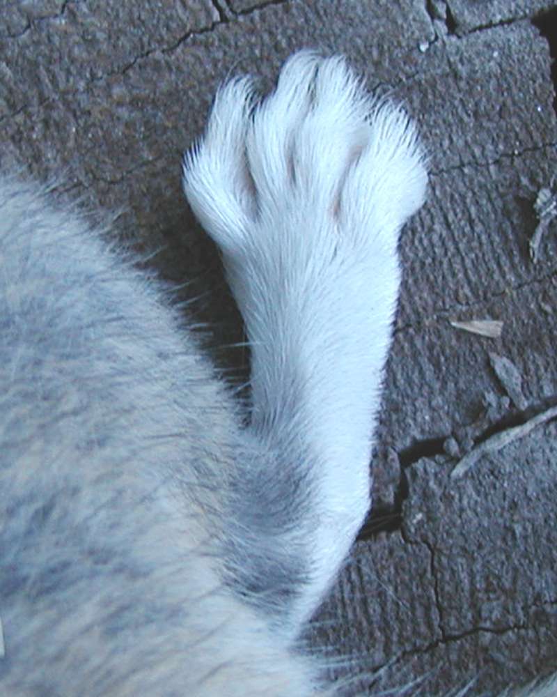 Hind Foot<br>(Location of Picture: Okanogan, Wa, USA, 2007)