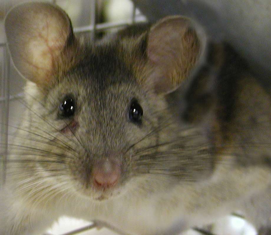 Face<br>(Location of Picture: Okanogan, Wa, USA, 2007)