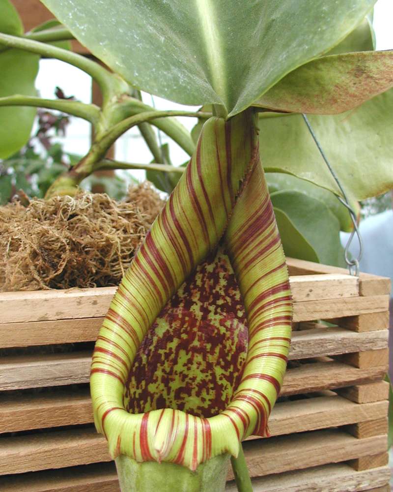 Pitcher Throat<br>(Location of Picture: Greenhouse, Seattle, Wa, 2007)