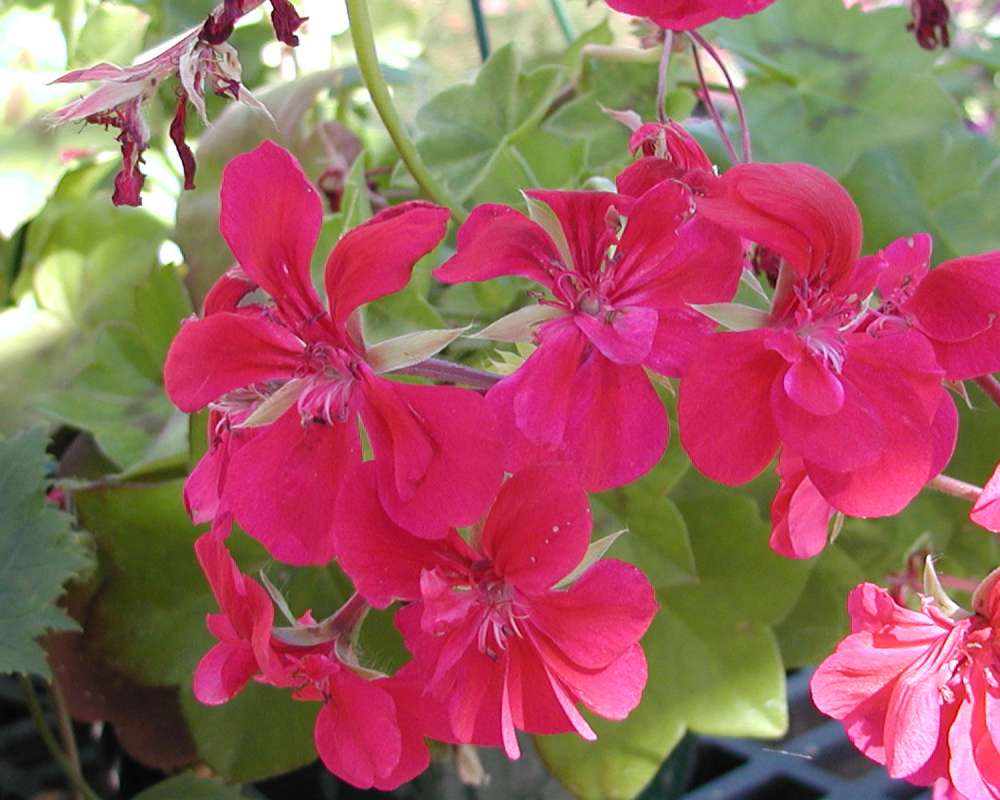Flowers - Front View<br>(Location of Picture: Commercially Grown)