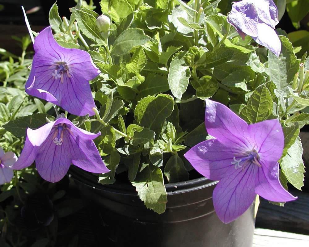 Top Of Plant in  Bloom<br>(Location of Picture: Garden, Leavenworth, Wa, USA, 2007)