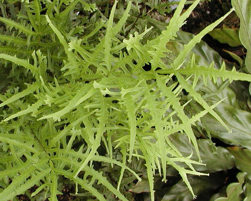 Leaves<br>(Location of Picture: Conservatory, Seattle, Wa, USA, 07)