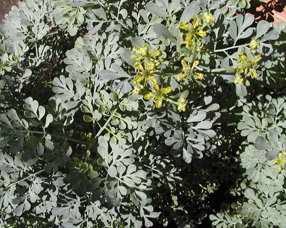 Top Of Plant in  Bloom<br>(Location of Picture: Garden, Leavenworth, Washington)