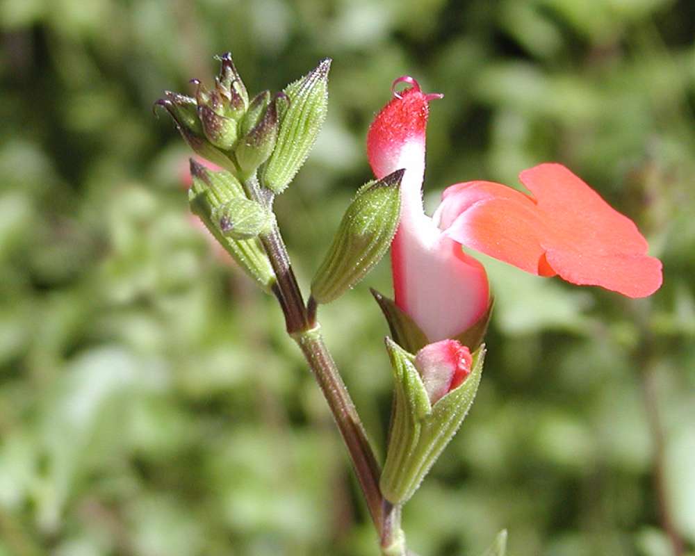 Flower - Sdie View<br>(Location of Picture: Garden, Leavenworth, Wa, USA, 07)