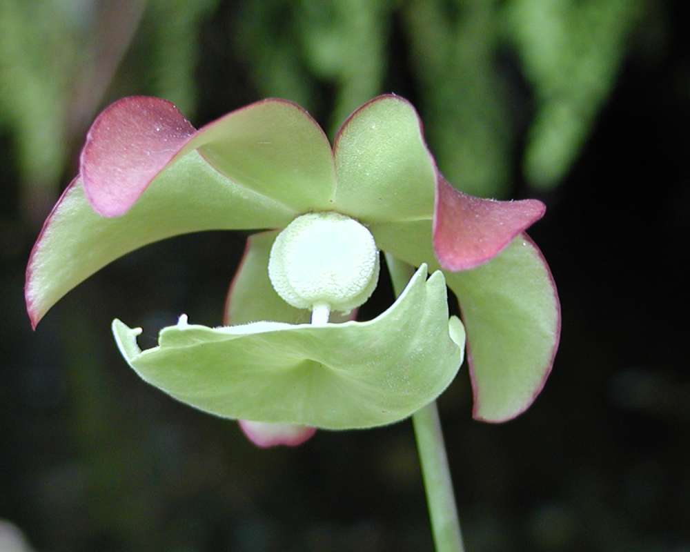 Flower<br>(Location of Picture: Greenhoujse, Seatle, Wa, USA, 2007)