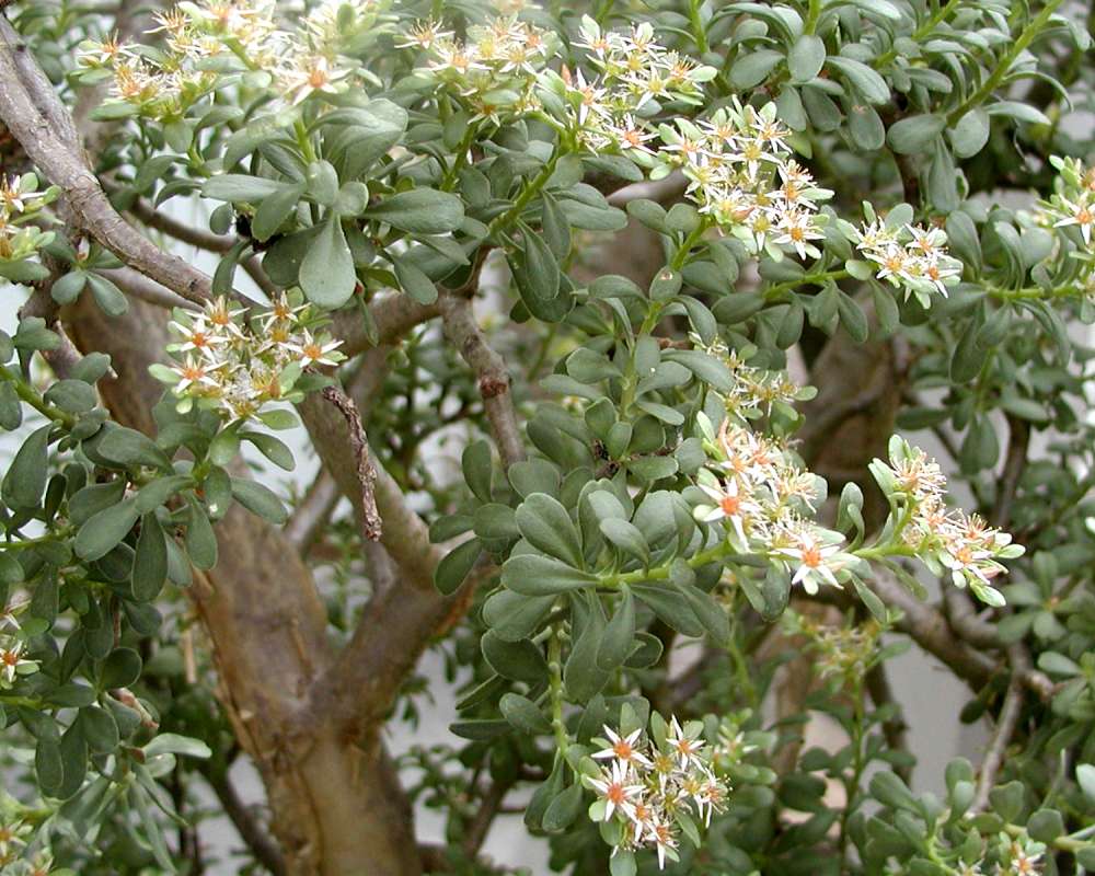 Leaves and Flowers<br>(Location of Picture: Conservatory, Seattle, Wa, USA, 20)