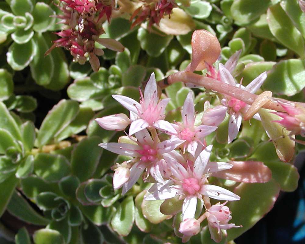 Flowers<br>(Location of Picture: Commercially Grown)