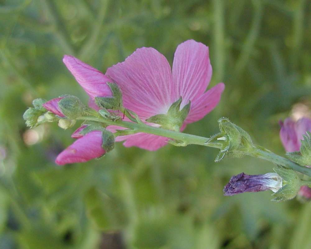 Flower - Rear View<br>(Location of Picture: Garden, Leavenworth, Wa, USA, 2007)