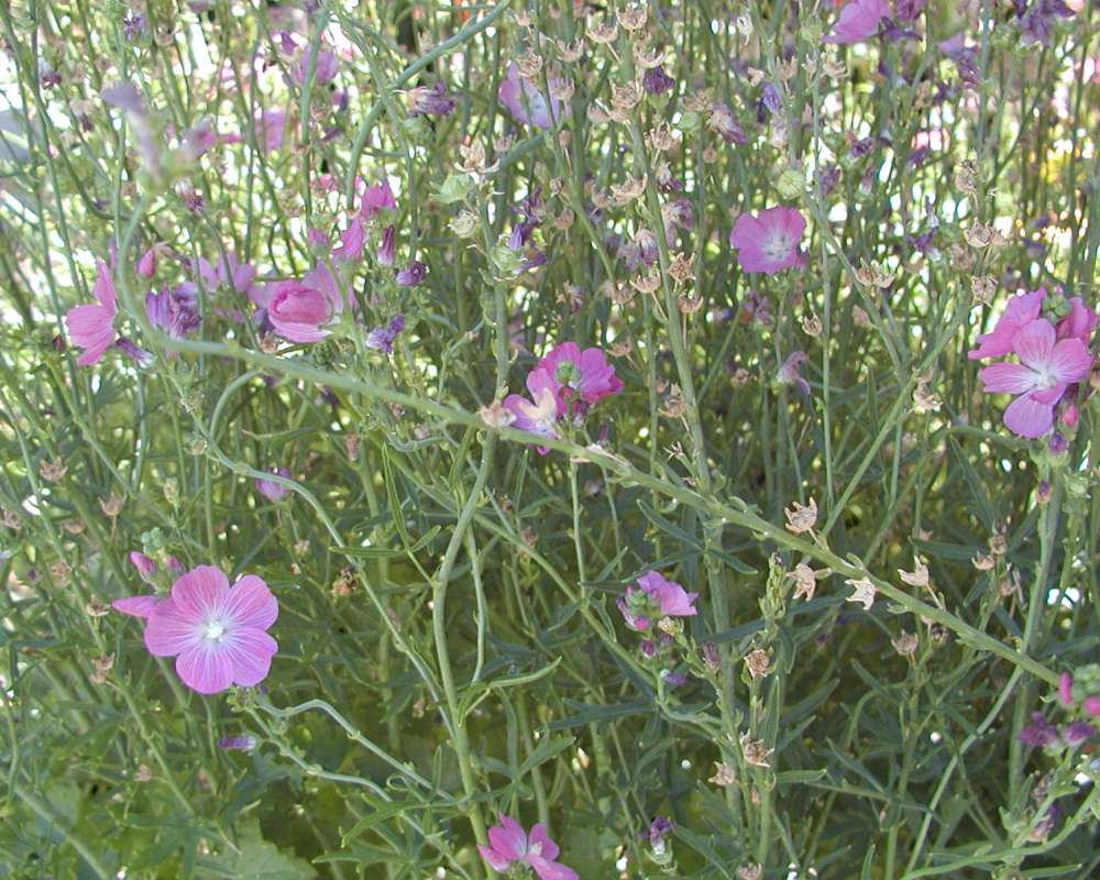 Garden View<br>(Location of Picture: Garden, Leavenworth, Wa, USA, 2007)