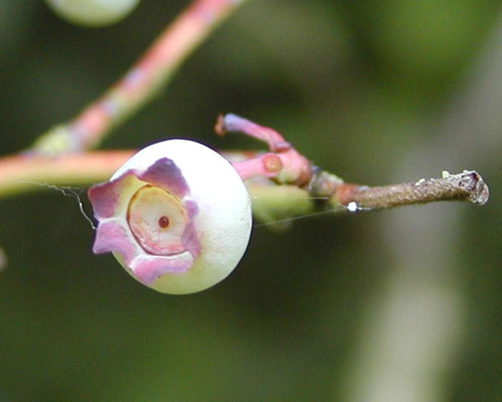 Close View<br>(Location of Picture: Private Garden, Seattle, Wa, USA)