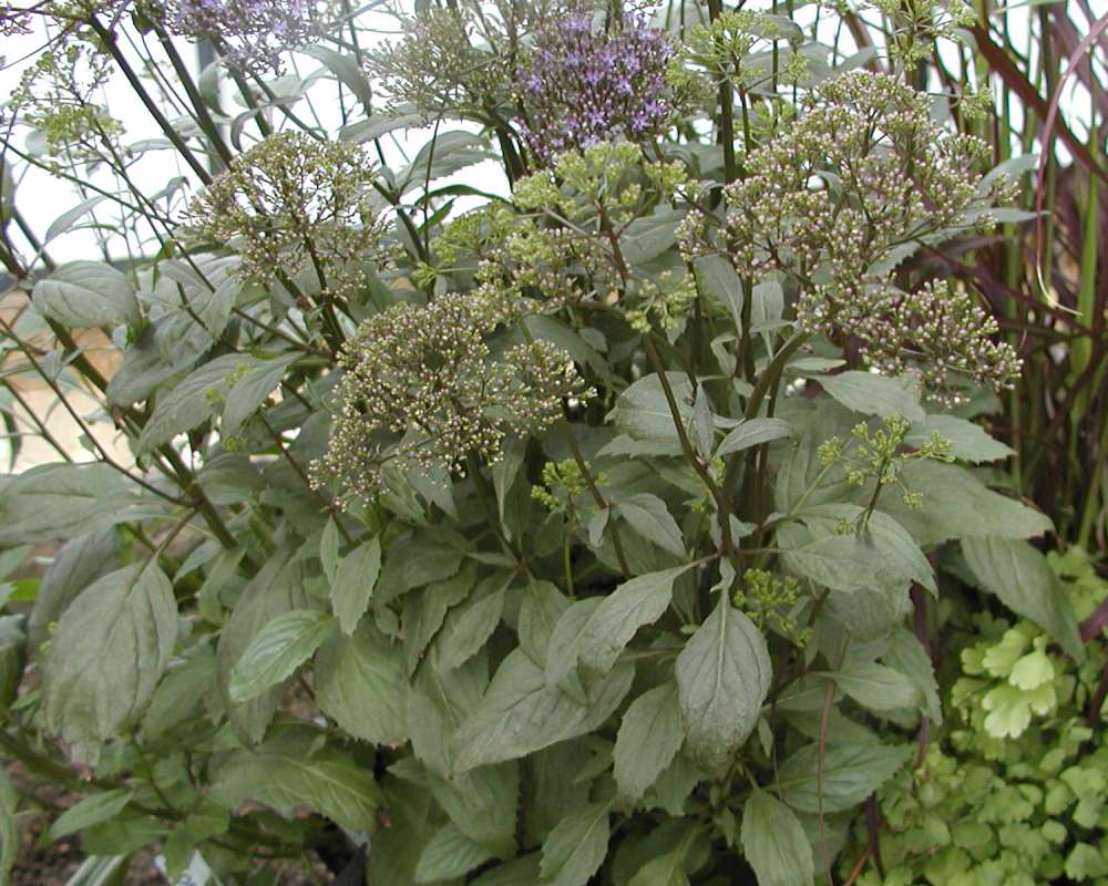 Top Of Plant in  Bloom - Leaves<br>(Location of Picture: Conservatory, Seattle, Wa, USA, 07)