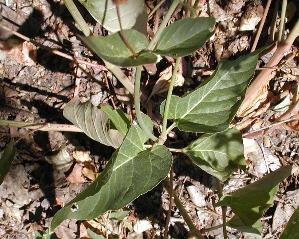 Leaves<br>(Location of Picture: Tonasket, Washington, USA, 2007)