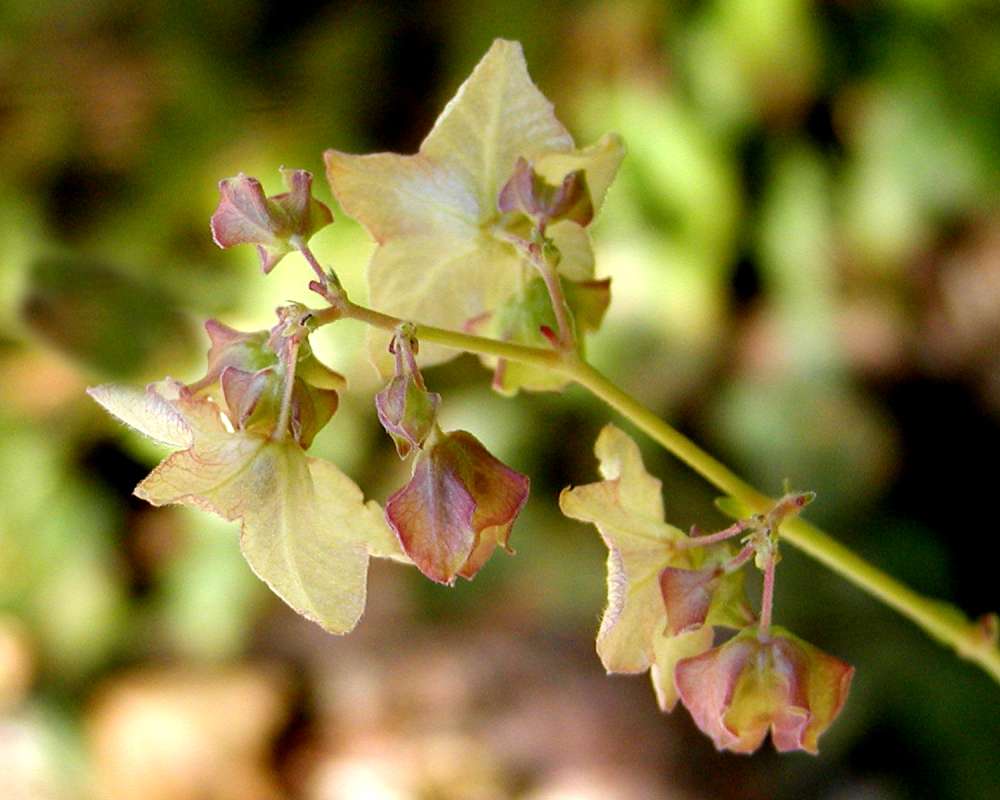 Top Of Plant in  Bloom<br>(Location of Picture: Tonasket, Washington, USA, 2007)
