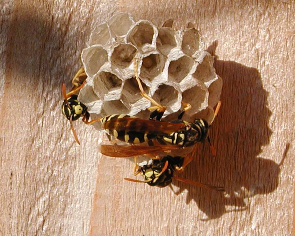 Small Nest<br>(Location of Picture: Okanogan, Washington, USA, 2007)