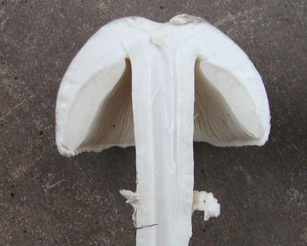 Cutaway View<br>(Location of Picture: Okanogan, Washington, Fall, 2007)