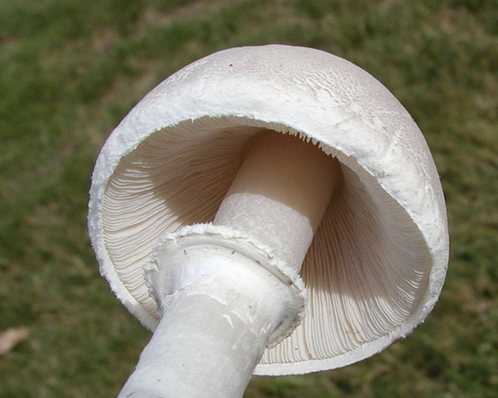 Angle View<br>(Location of Picture: Okanogan, Washington, Fall, 2007)