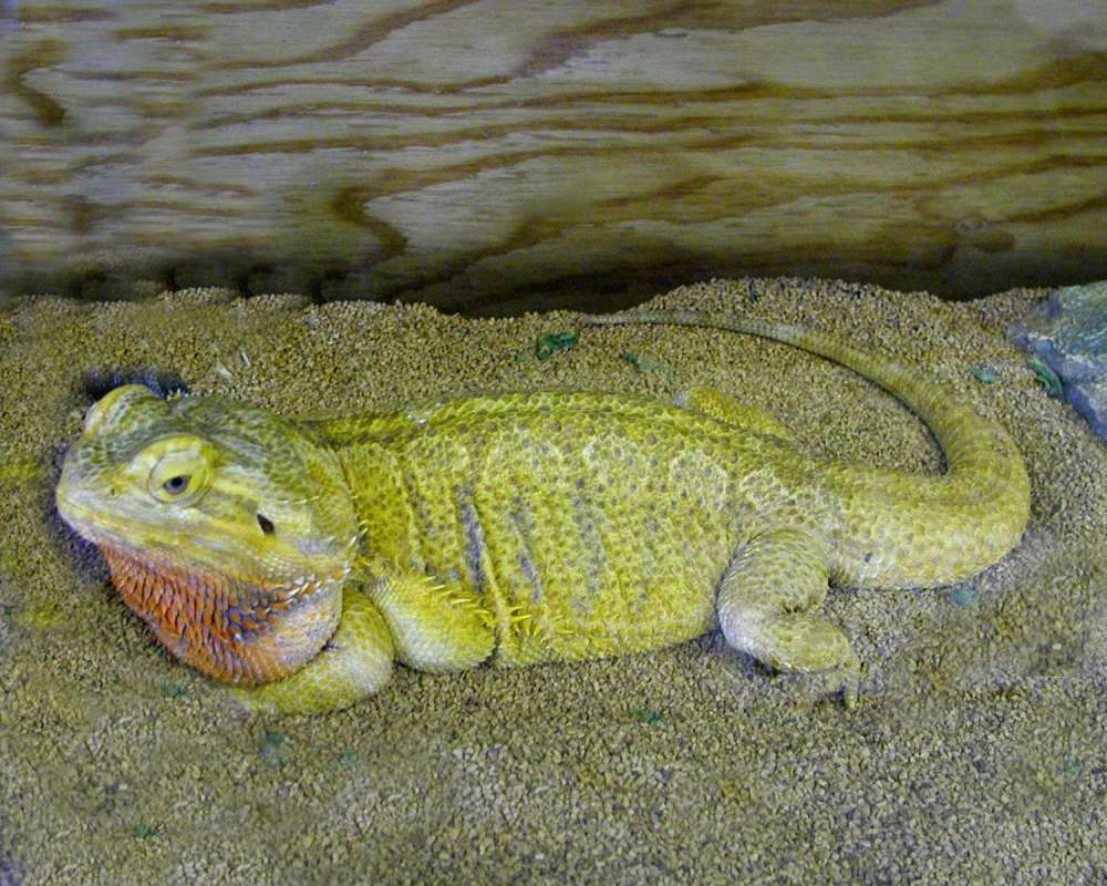 Pet - Side View<br>(Location of Picture: Okanogan, Washington, USA, 2007)