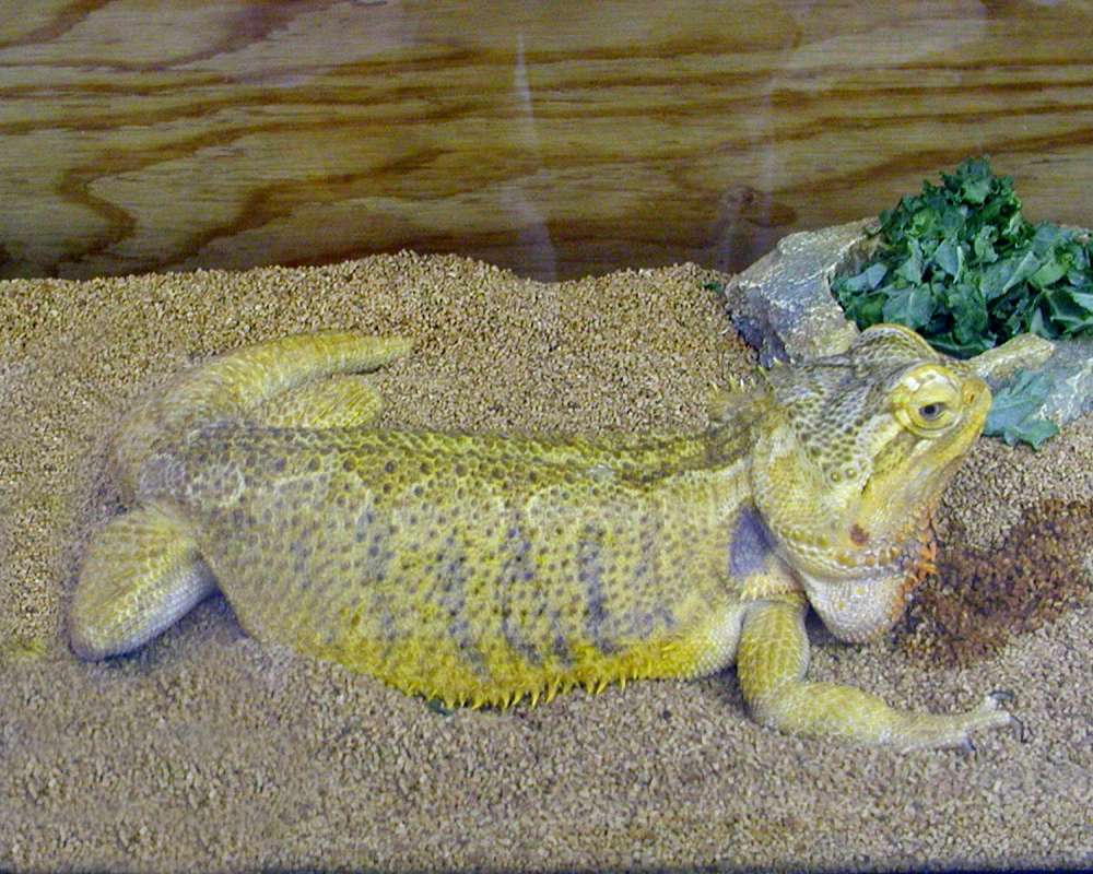 Pet - Side View<br>(Location of Picture: Okanogan, Washington, USA, 2007)