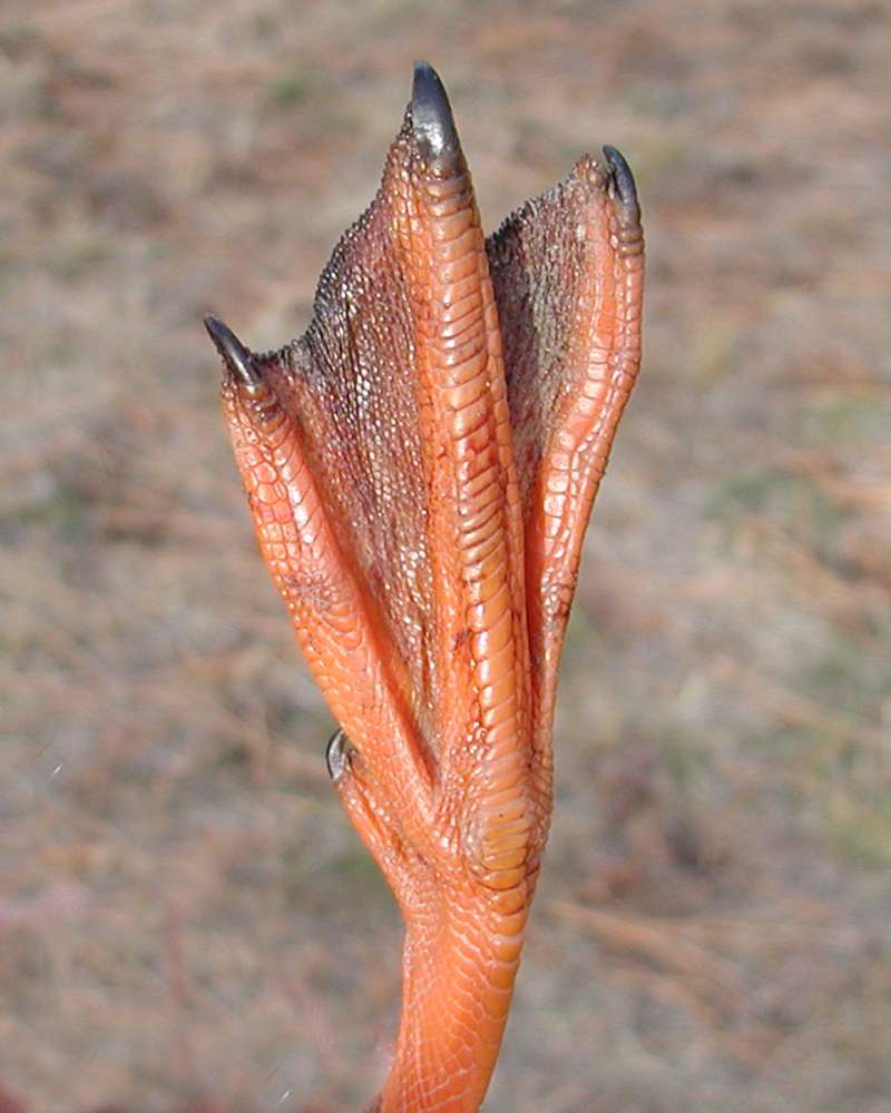 Foot - Top View - Female<br>(Location of Picture: Okanogan, Wa, USA, 2007)