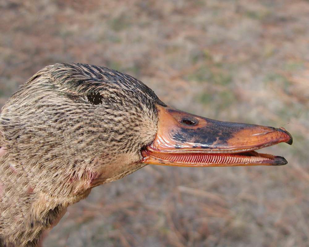 Bill - Side View - Female<br>(Location of Picture: Okanogan, Wa, USA, 2007)