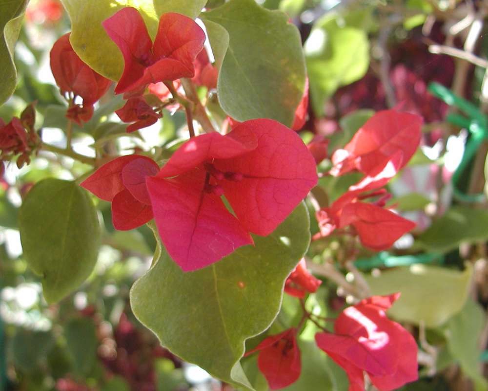 Flowers<br>(Location of Picture: Commercially Grown)