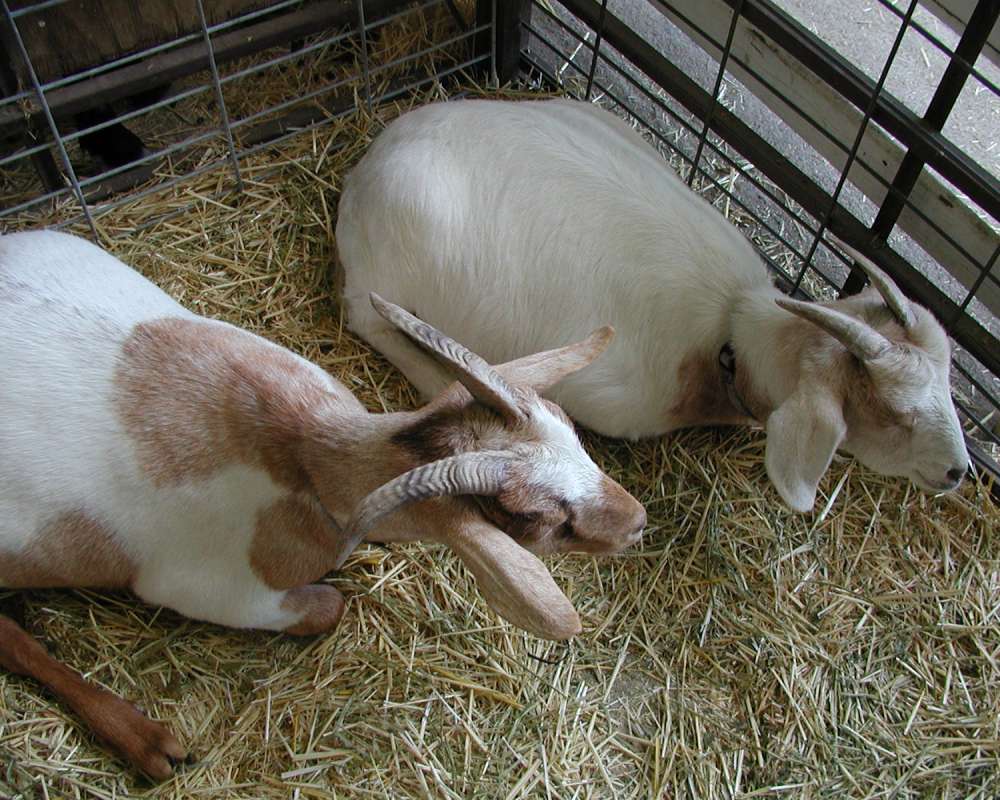 Pair At Fair<br>(Location of Picture: Okanogan Fair, Wa, USA, 2007)