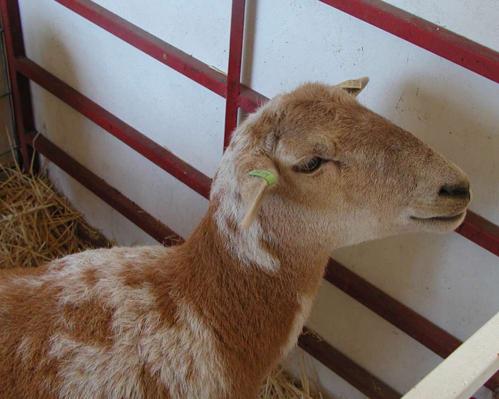 Head<br>(Location of Picture: Fair, Okanogan, Washington, USA, 07)